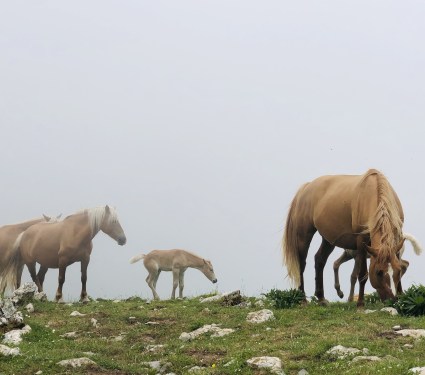 i bellissimi cavalli selvaggi